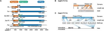 CopR, a Global Regulator of Transcription to Maintain Copper Homeostasis in Pyrococcus furiosus